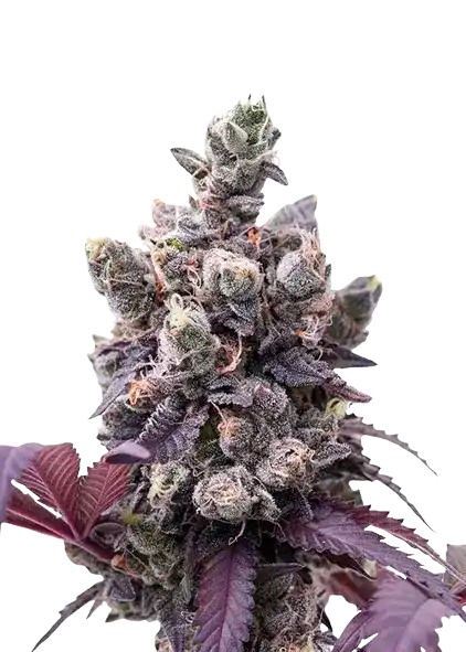 Wedding Gelato – Híbrida Equilibrada